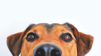 La Policía Local de Algete pone en marcha una nueva campaña de control de recogida de excrementos caninos