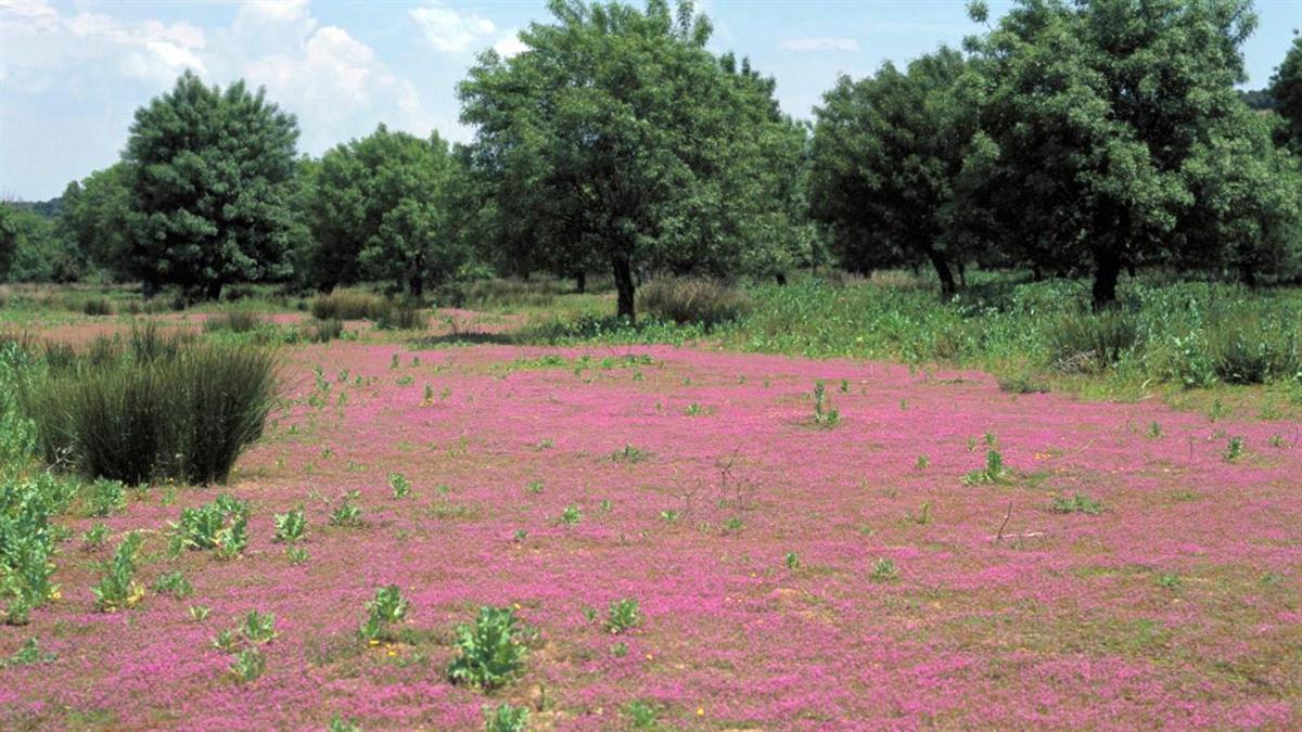 Podrás investigar las pistas y rastros de los animales 