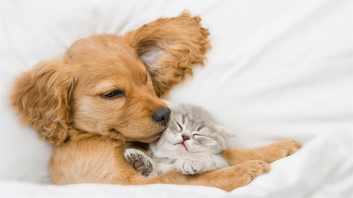 El mito de “como perros y gatos” 