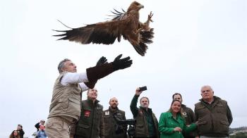 La Comunidad de Madrid cuadriplica la población de águila imperial ibérica con 90 parejas reproductoras
