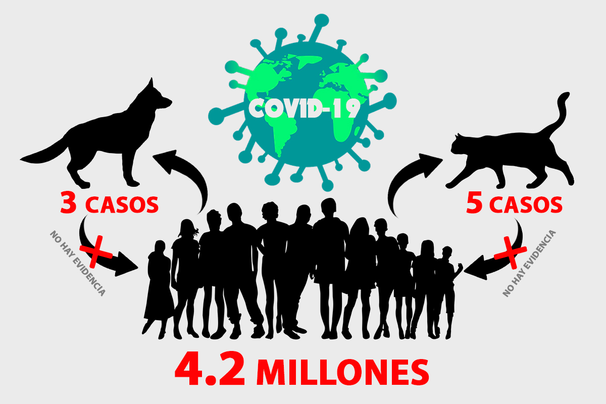 El Colegio Oficial de Veterinarios de Madrid recopila todas las noticias relacionadas con el virus SARS-CoV-2 y los animales 