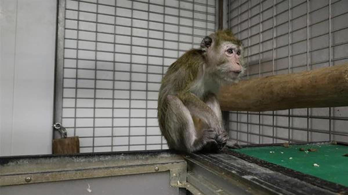 El laboratorio fue el protagonista de un vídeo en el que se podía ver cómo maltrataban a los animales 