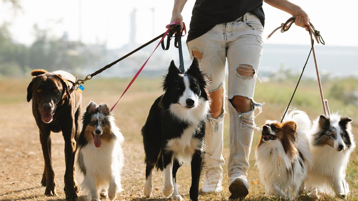 El Ayuntamiento ha puesto en marcha estas jornadas para aquellas personas que estén interesadas en conocer el adiestramiento de una mascota