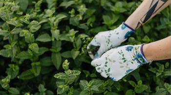 Con 100 horas de prácticas en empresas
