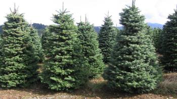 Hasta el próximo 20 de enero, el Ayuntamiento de Torrejón de Ardoz recoge los árboles navideños de los vecinos para replantarlos en las zonas verdes de la ciudad
