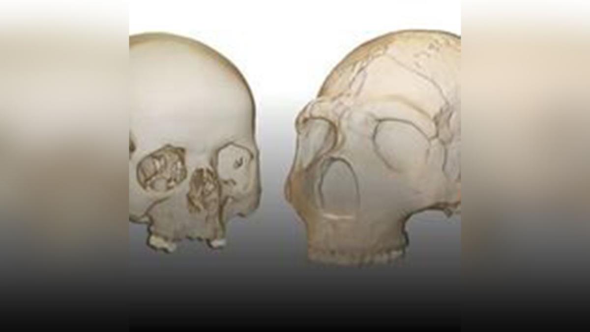 Investigadores españoles encuentran una evidencia paleontológica en HM Hospitales y la Universidad de Alcalá