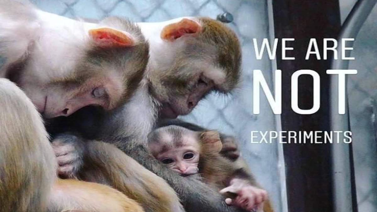 El laboratorio de Vivotecnia vuelve a protagonizar varias protestas contra el maltrato animal