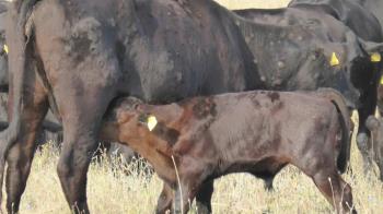 La dermatitis nodular contagiosa llega acompañada de fiebre y otros síntomas que podemos identificar