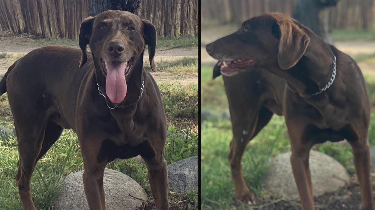 Lucía Fernández ha publicado fotos del animal en Twitter y pide la colaboración ciudadana