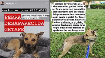 La dueña ha publicado fotos en sus redes sociales y ha avisado de que es muy asustadiza