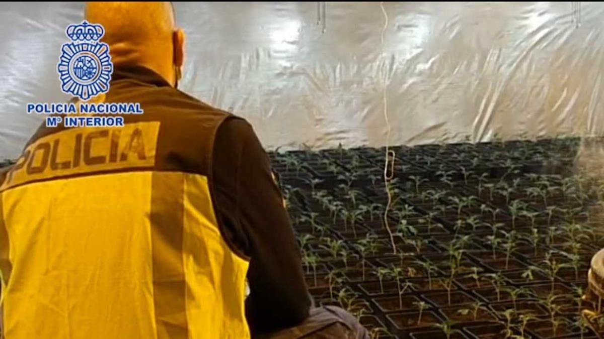 El establecimiento, que se dedicaba a celebración de bodas y banquetes, escondía las plantas bajo un falso techo