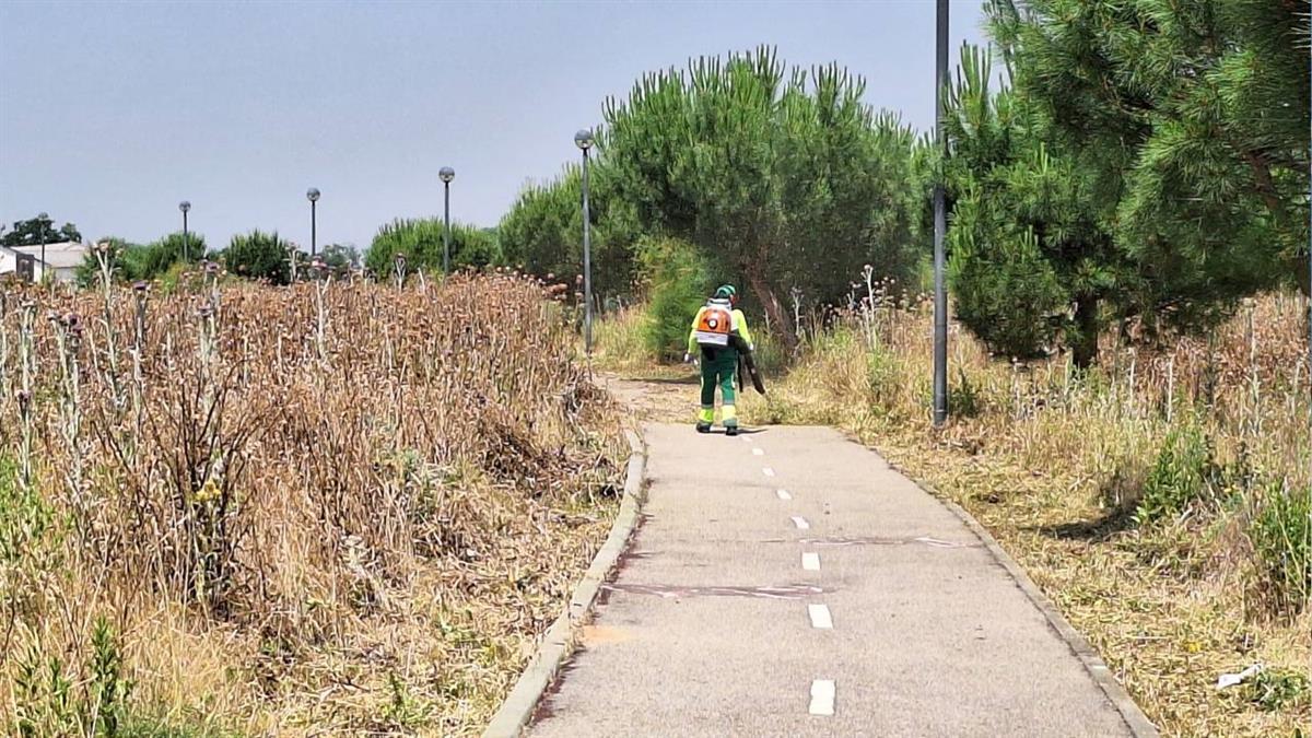 Esta medida obedece al inusual crecimiento de la flora silvestre provocado por las abundantes precipitaciones