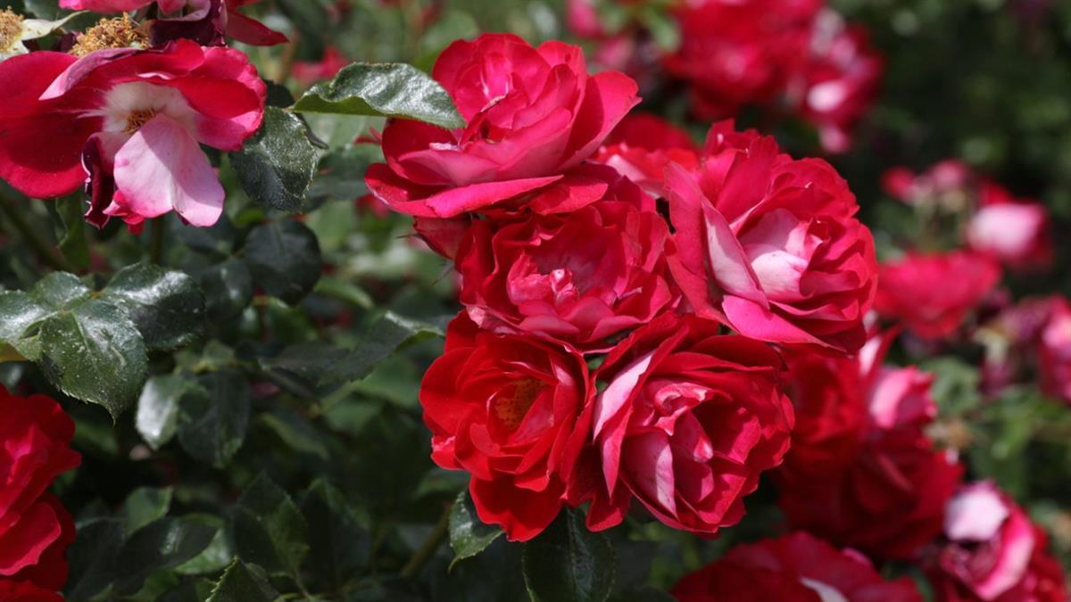 Vuelve el tradicional Concurso Internacional Rosas Nuevas Villa de Madrid en su 66ª edición 
