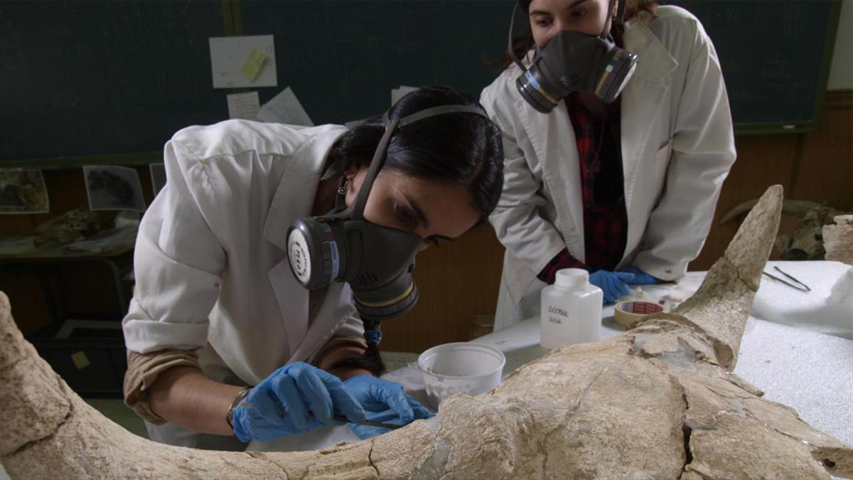 Un hallazgo que arroja luz sobre aspectos bastante desconocidos para esta especie 