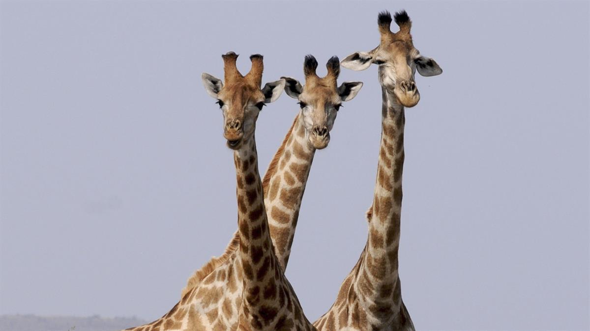 Se aplicarán los días 18 y 19 de diciembre