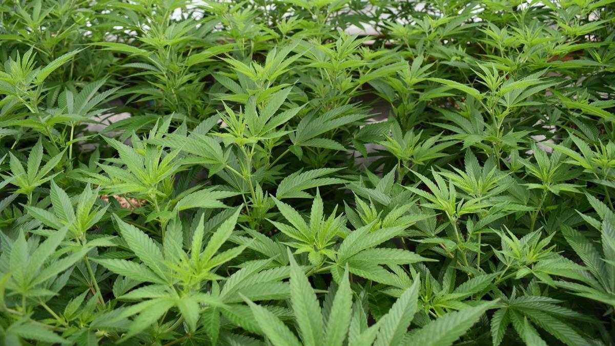 Según los datos de la Guardia Civil tenía más de 90 kilos de cannabis 