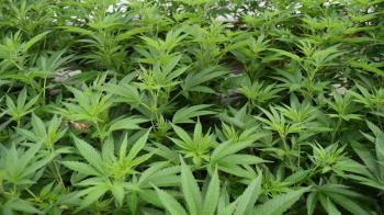 Según los datos de la Guardia Civil tenía más de 90 kilos de cannabis 