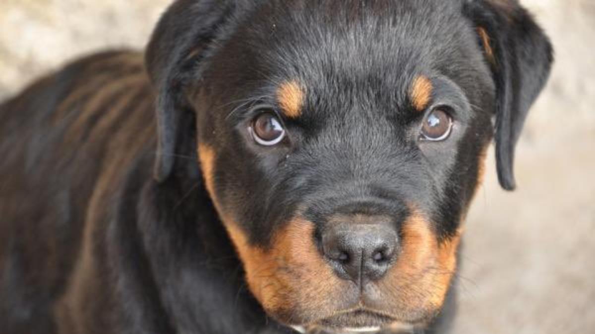 La Policía recuerda la importancia de la obligatoriedad de ir con correa y bozal puesto