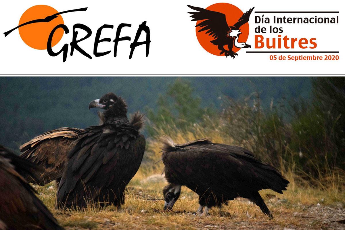 Los buitres acaparan en 2020 gran parte del trabajo de GREFA en favor de la fauna salvaje