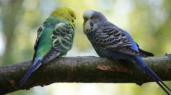 Te contamos los rasgos distintivos de las dos especies de pájaros domésticos más populares