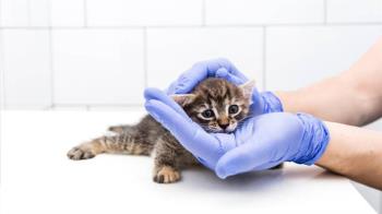 Beneficios e inconvenientes de una práctica veterinaria en auge