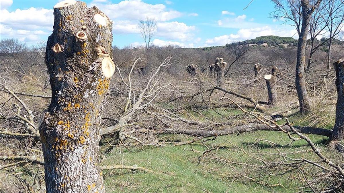 El ejemplar, situado en un espacio Red Natura 2000, tiene alto valor ambiental