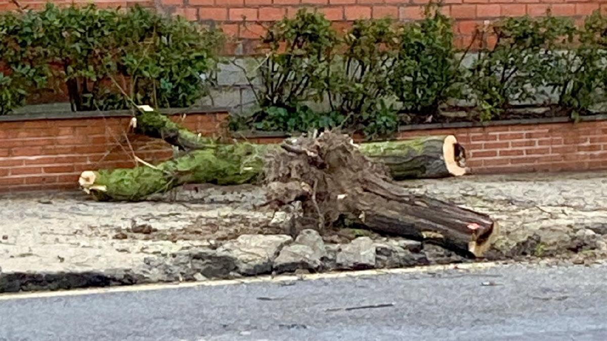 Ecologistas en Acción de Villaviciosa de Odón denuncia la poda de 57 árboles en la Avenida de Calatalifa