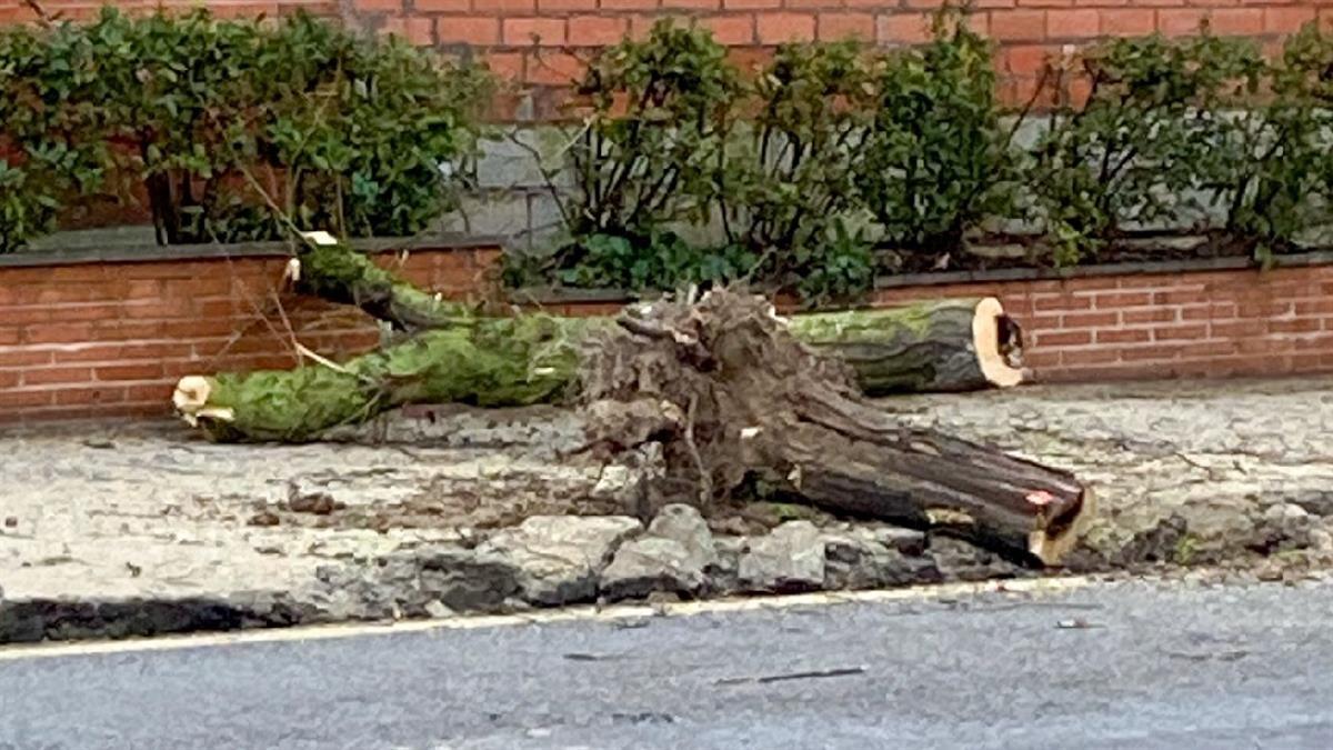 Ecologistas en Acción de Villaviciosa de Odón denuncia la poda de 57 árboles en la Avenida de Calatalifa
