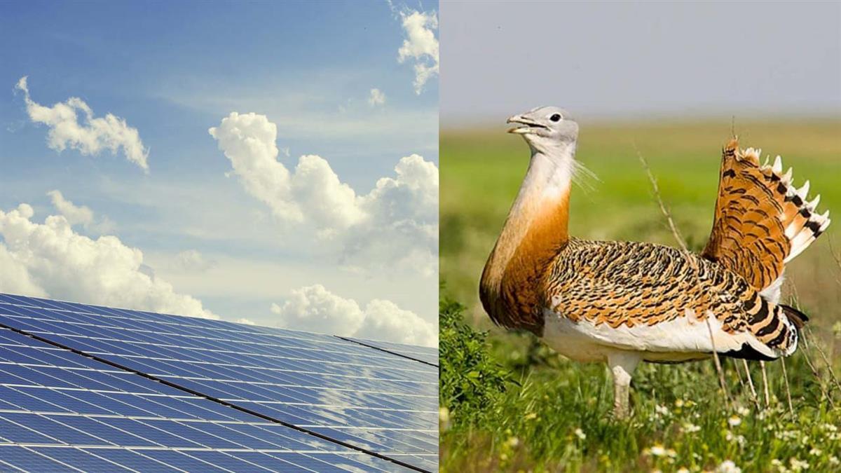 Varios colectivos ecologistas de Aranjuez y Toledo se oponen a la construcción de un parque fotovoltaico por su impacto negativo en el ecosistema 