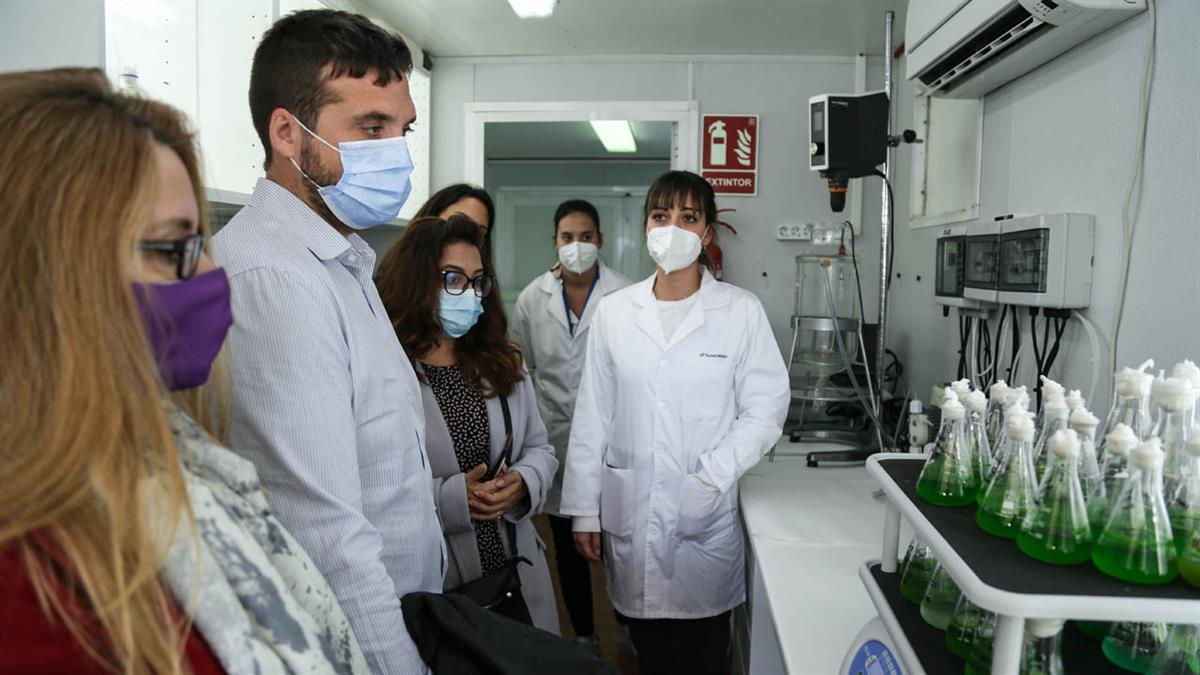 
Estos organismos permiten reducir las emisiones generando biomasa a partir de la luz y el CO2
