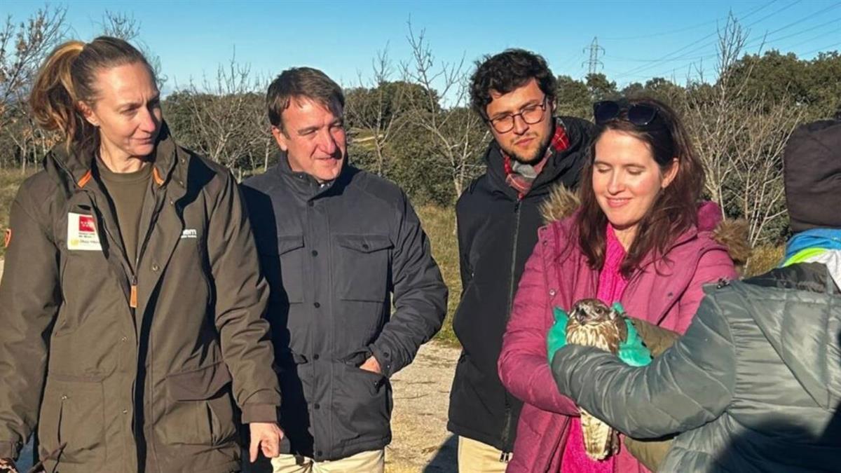 Se trata de un 'busardo ratoneo' que fue encontrado en Alcobendas