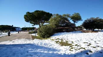 Lee toda la noticia 'El arbolado de Las Rozas: uno de los sectores más afectados por Filomena'
