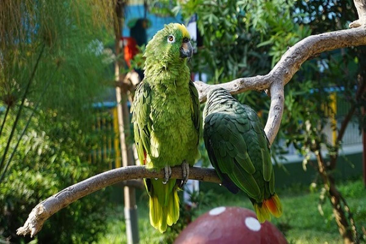 Se han incluido actuaciones como la retirada de nidos de avispas, enjambres o colmenas