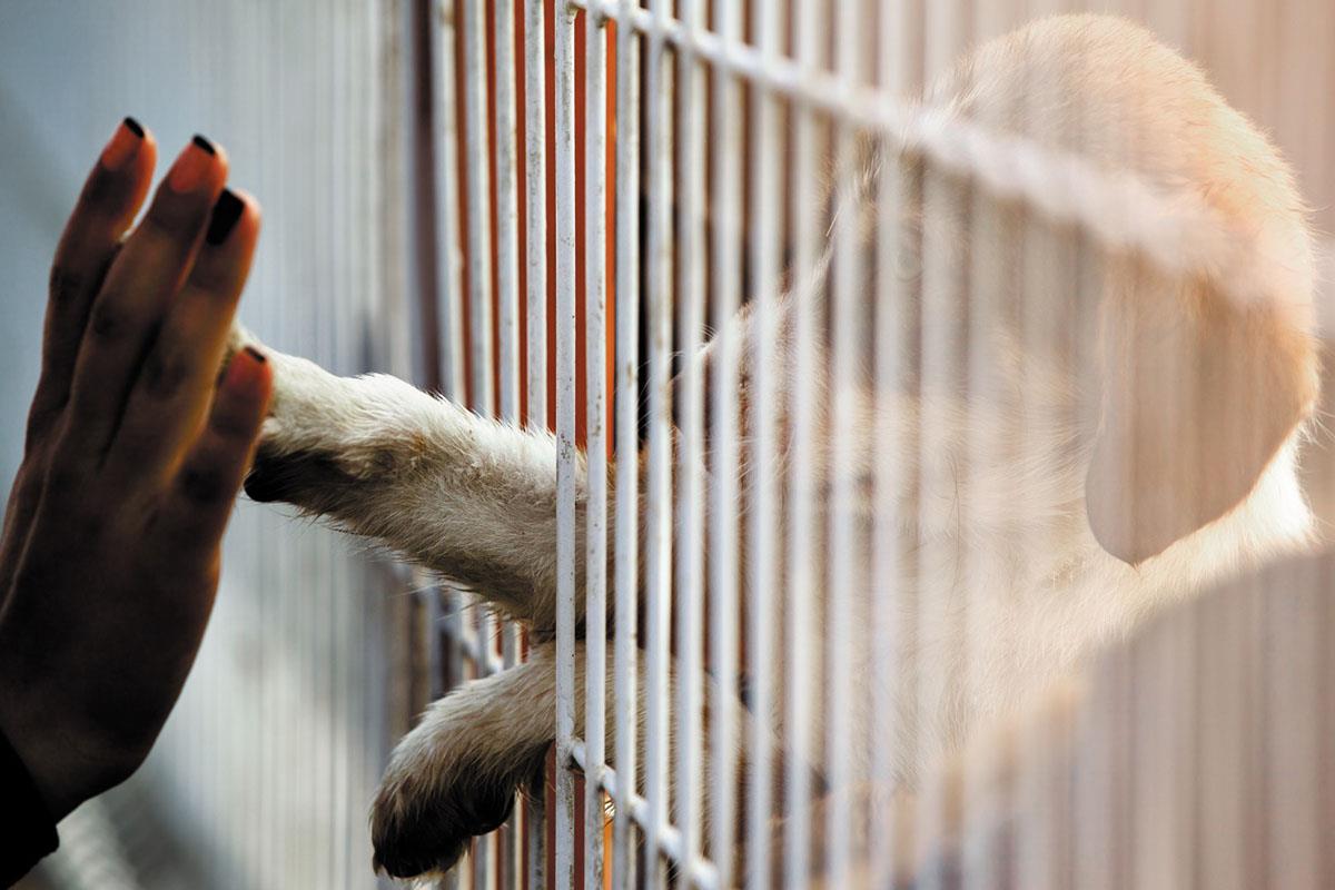 El Ayuntamiento busca dar una segunda oportunidad a los animales del Centro ubicado en nuestro municipio