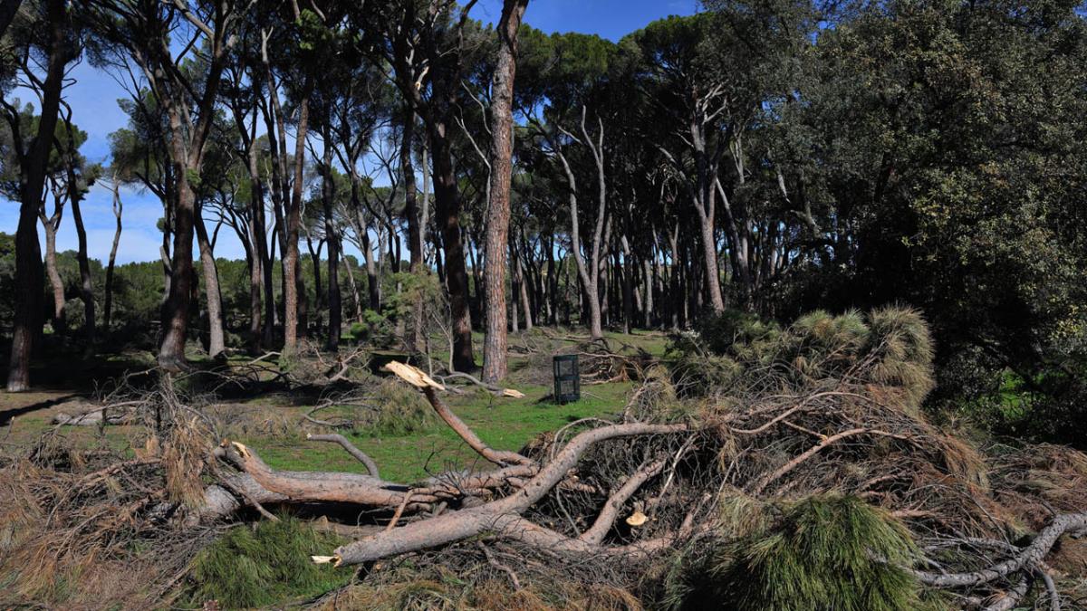Casi la mitad de los árboles del municipio se vieron afectados por el temporal Filomena