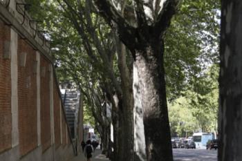 Lee toda la noticia 'El Ayuntamiento de Madrid plantará 7.500 árboles con el objetivo de que no haya ningún alcorque vacío en 2022'