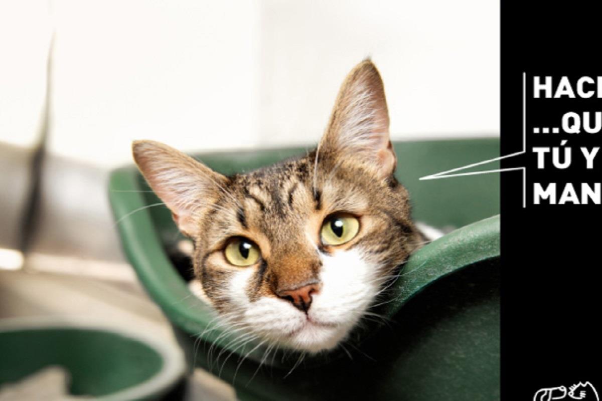 La asociación colaboradora ha obtenido nuevos datos durante los últimos ocho años