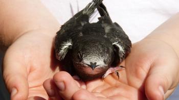 A través de la colocación de nidos vencejos