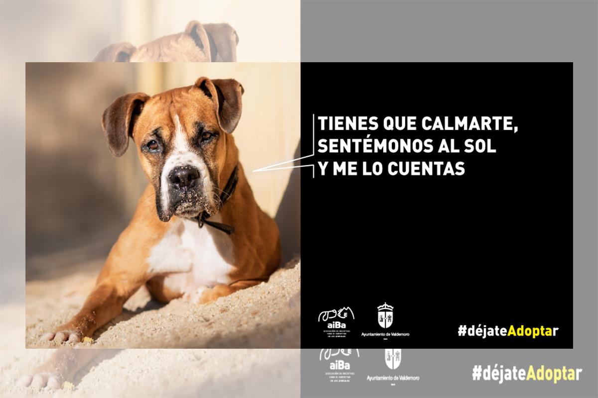 El Ayuntamiento lanza una campaña para fomentar la adopción de mascotas |  SoyDe