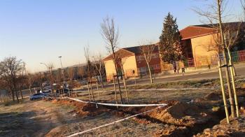 Como cada año, la Concejalía ha repuesto la vegetación urbana de Mejorada: ahora nuestra ciudad tiene 82 nuevos árboles 