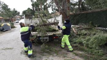 Se ha contratado cuatro equipos de poda para trabajar mañana y tarde