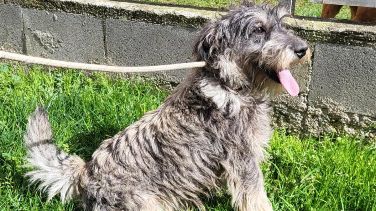 Las personas interesadas en adoptar pueden solicitar más información al Servicio Municipal de Salud