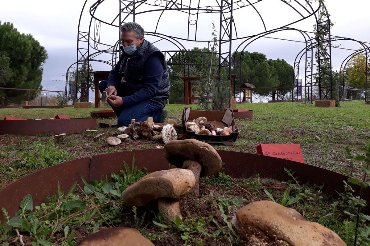 Este servicio ofrece a los vecinos para conocer las setas