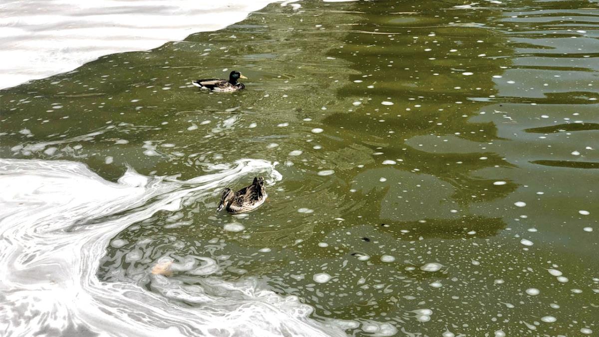 Los vecinos de Getafe denuncian el mal estado del agua del parque