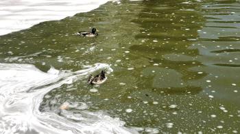 Los vecinos de Getafe denuncian el mal estado del agua del parque