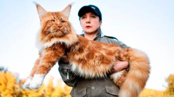 Hasta 11 kilogramos y una longitud de 120 cm puede llegar a alcanzar un macho de este gato doméstico