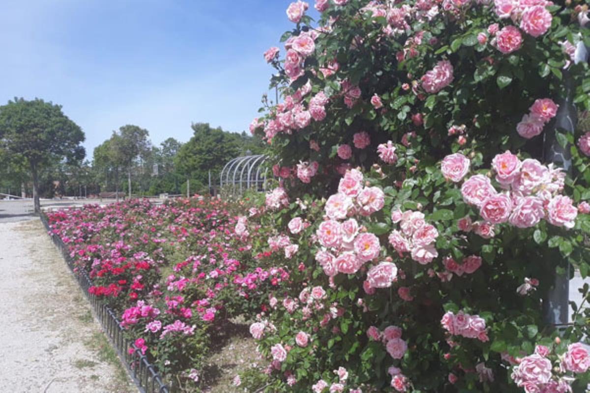 El consistorio da luz verde al expediente del nuevo contrato de jardinería