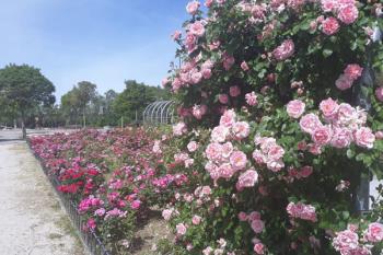 El consistorio da luz verde al expediente del nuevo contrato de jardinería