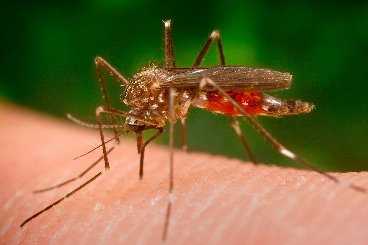 El Aedes japonicus es un vector de transmisión y está muy presente en la zona norte de la península
