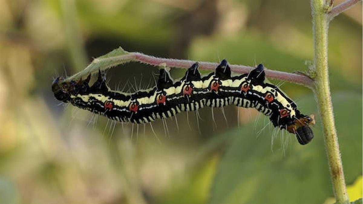 El Ayuntamiento de Boadilla del Monte pide que se les contacte si su presencia es peligrosa